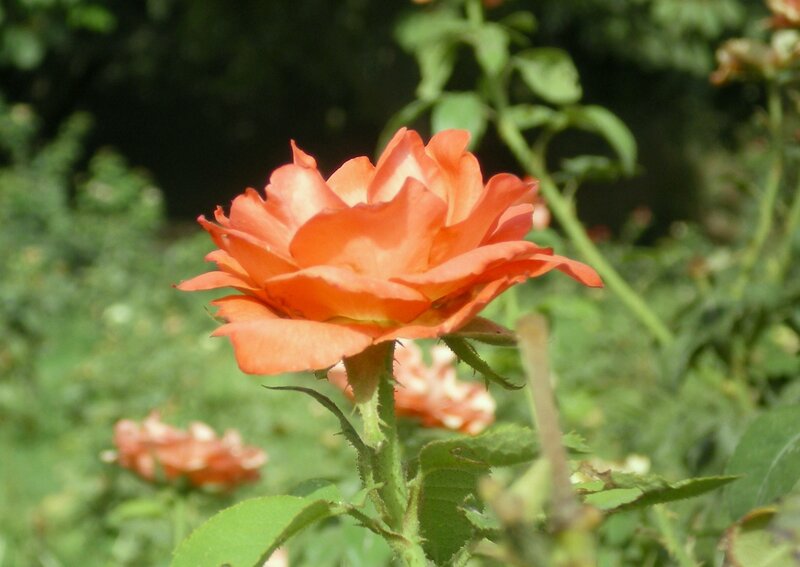 orange rose in garden