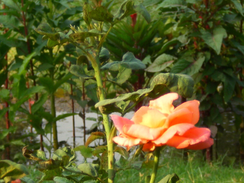 Orange Rose in Garden — Calm