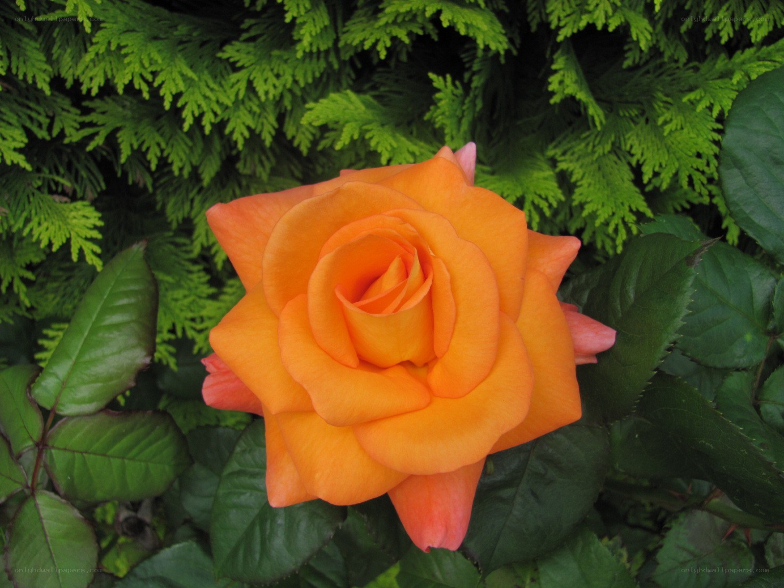 orange rose in garden