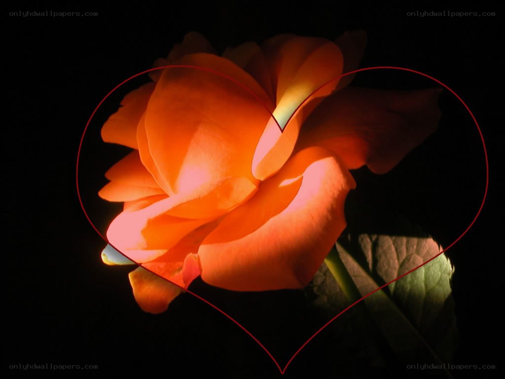 orange rose in heart shape