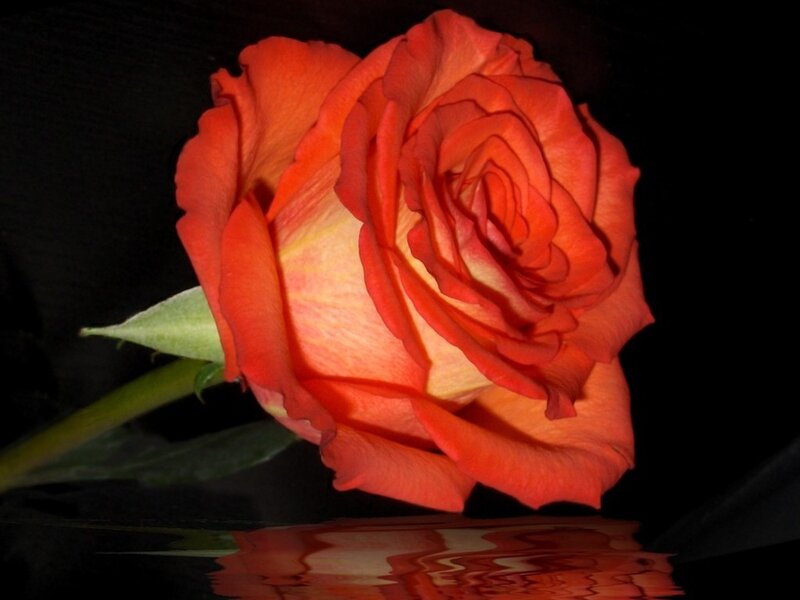 Orange Rose in Reflection