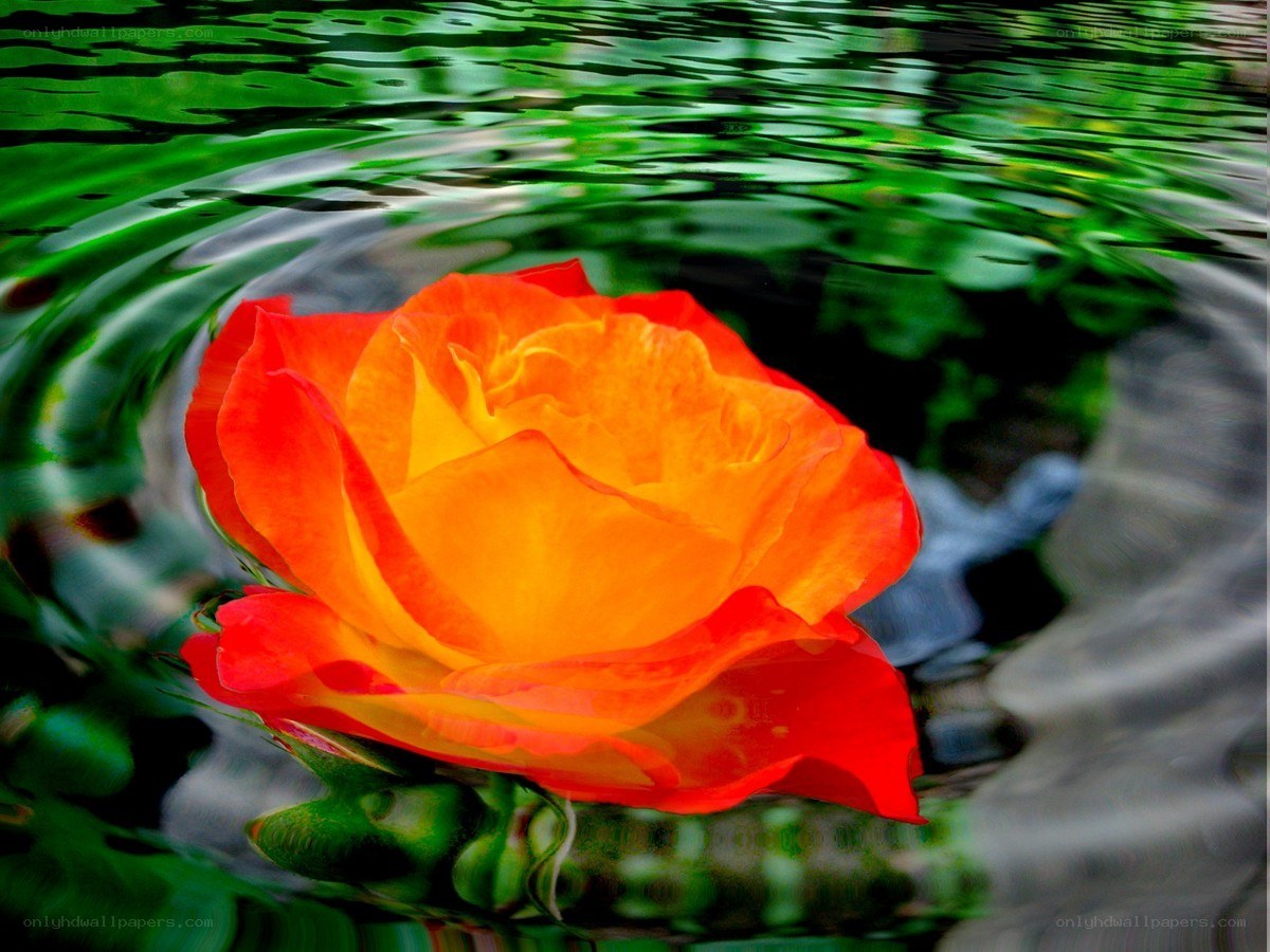orange rose in rippling water