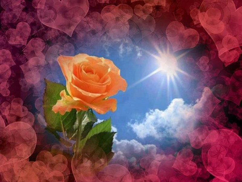 Orange Rose in Sky