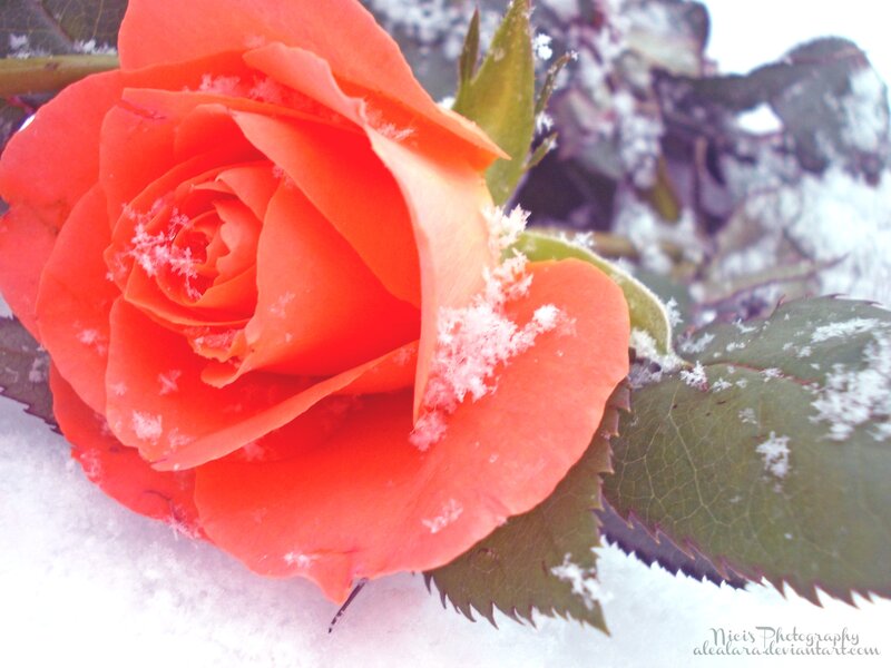 Orange Rose in Snow — Calm, Winter