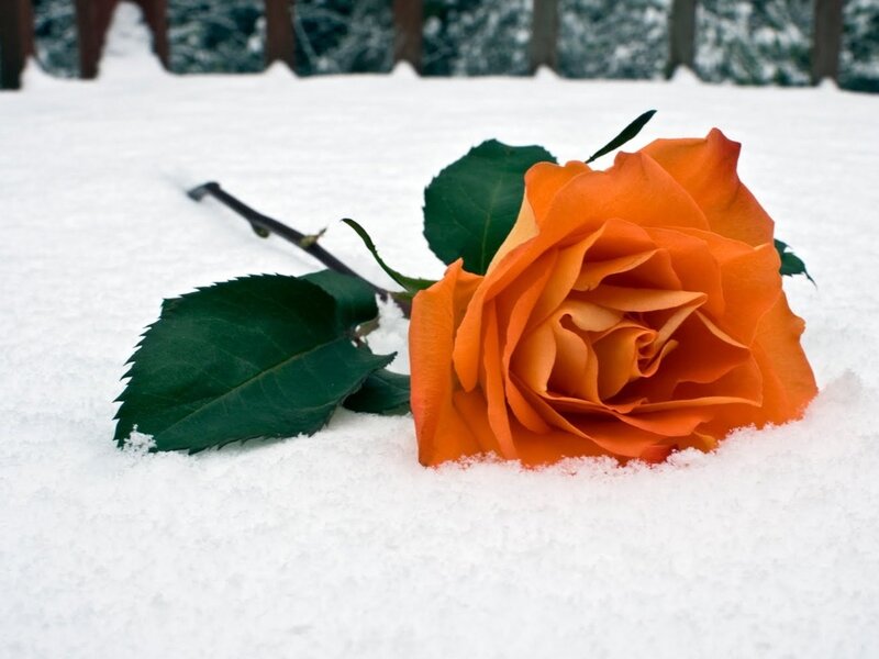 Orange Rose in Snow — Serene