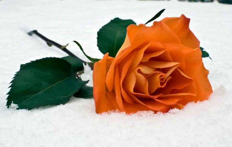 Orange Rose in Snow — Serene, Winter, Photograph, Leaves, Stem