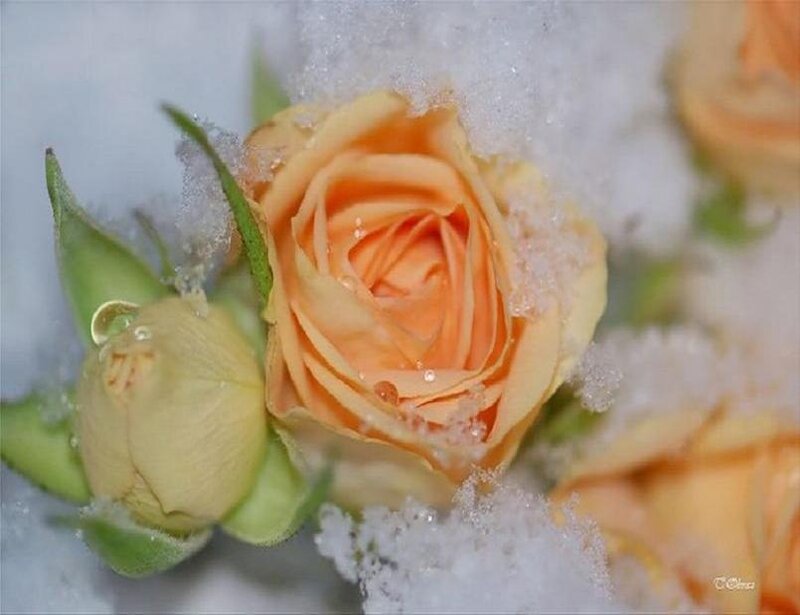 Orange Rose in Snow — Serene, Winter, Photograph