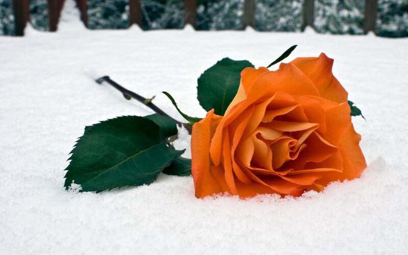 Orange Rose in Snow — Serene, Winter