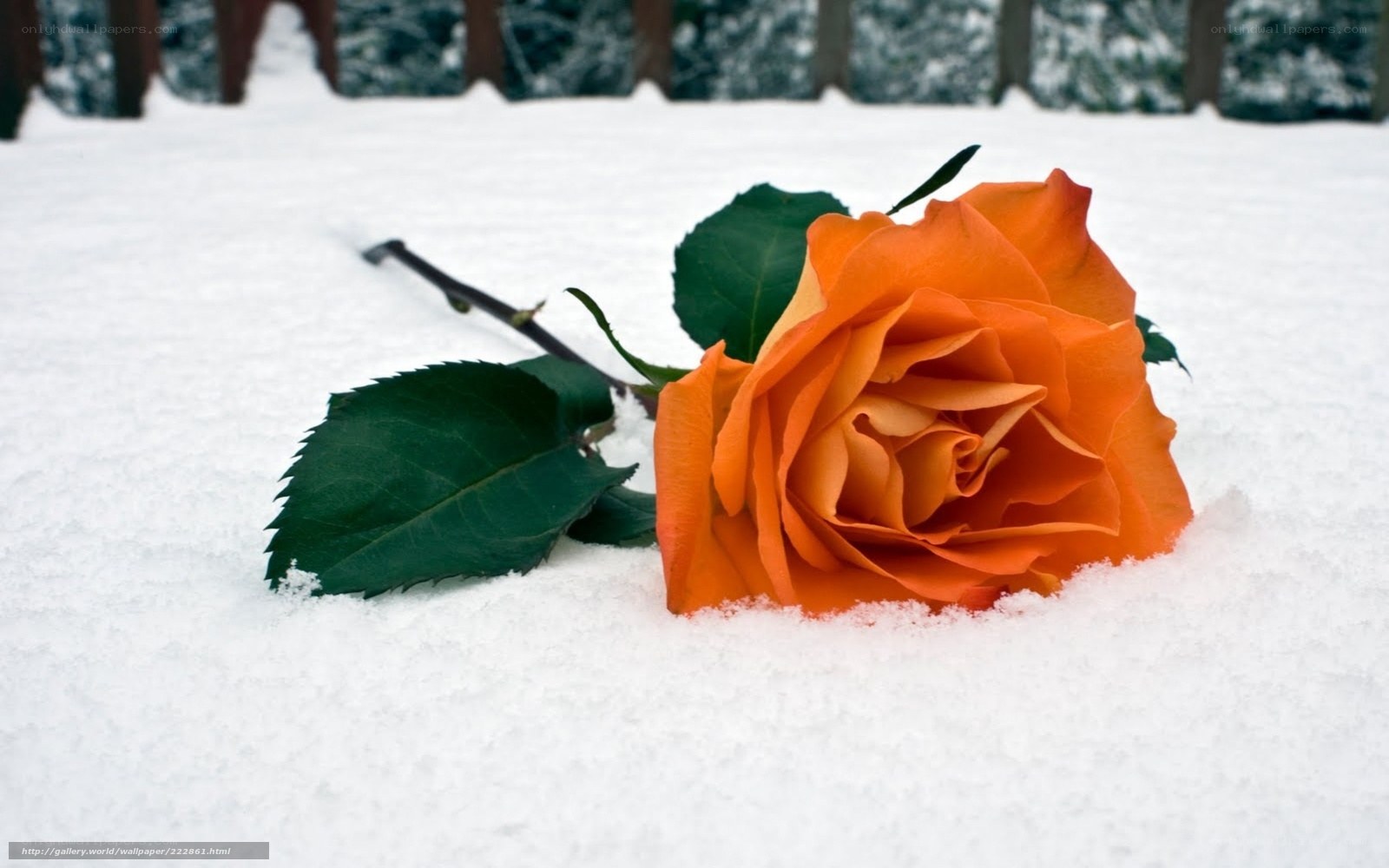 orange rose in snow