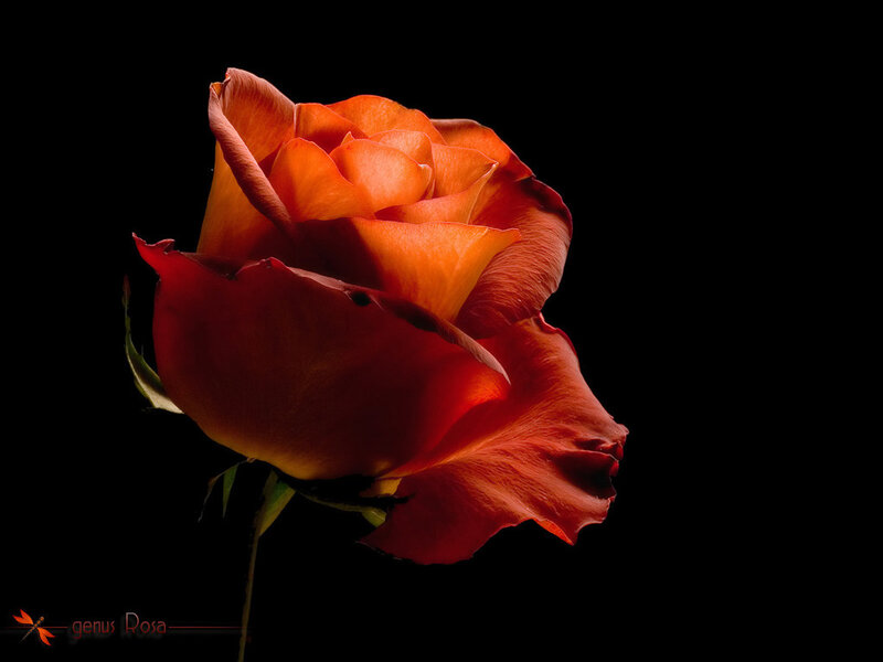 Orange rose in spotlight