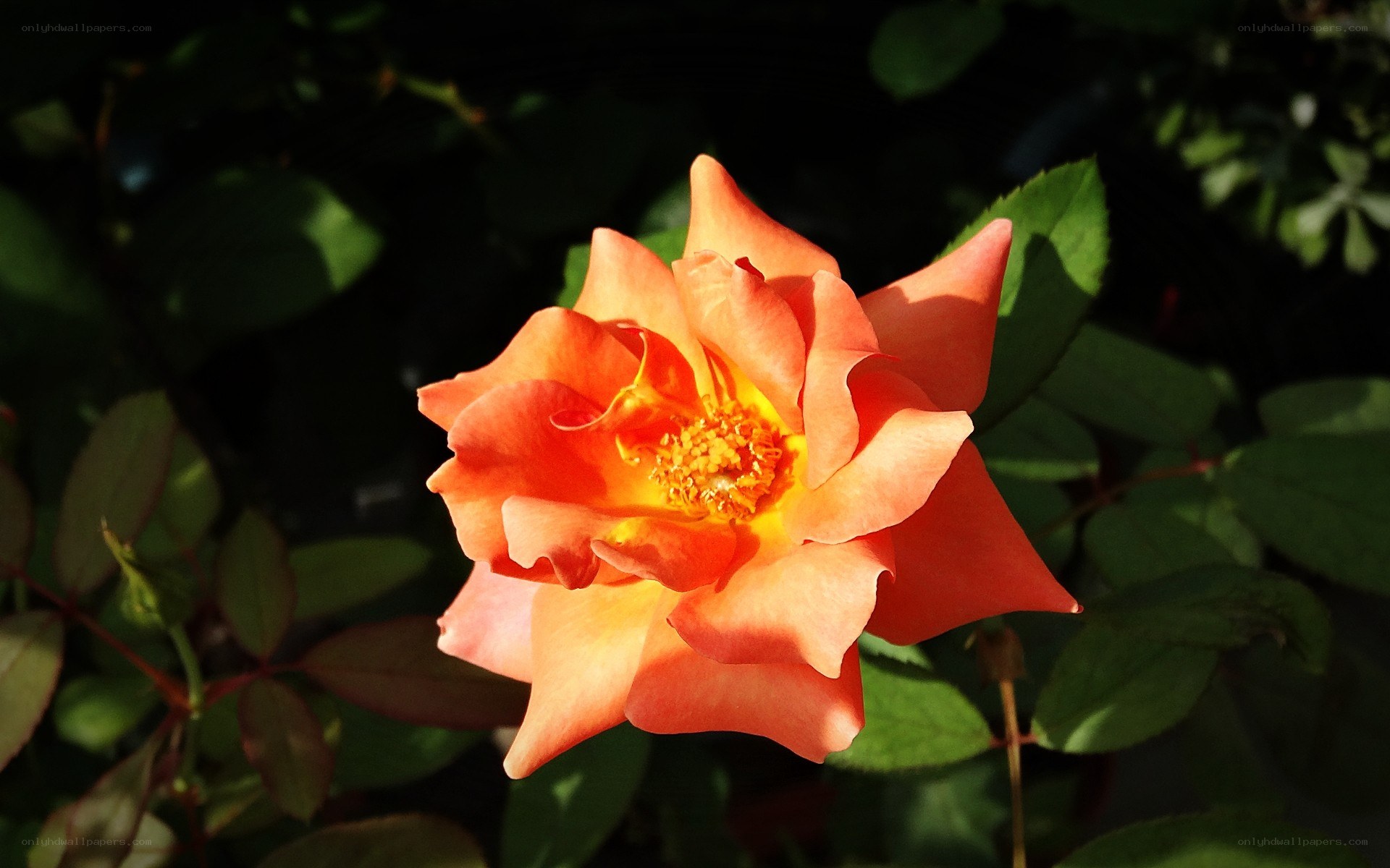orange rose in sunlight