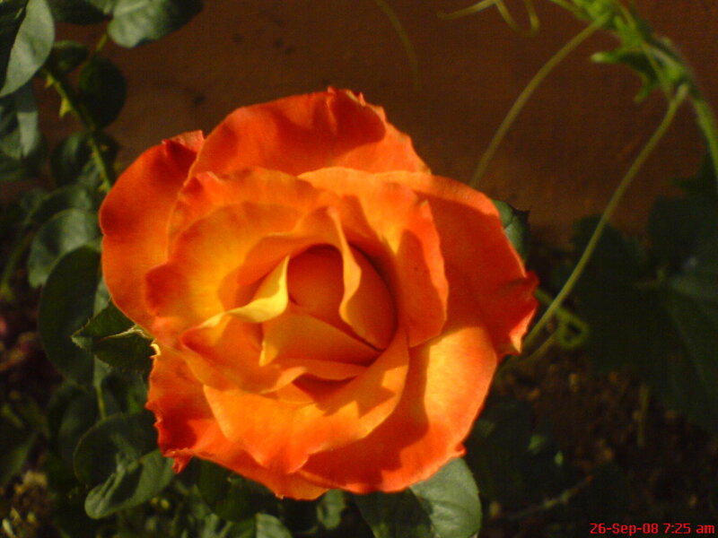 Orange rose in sunlight