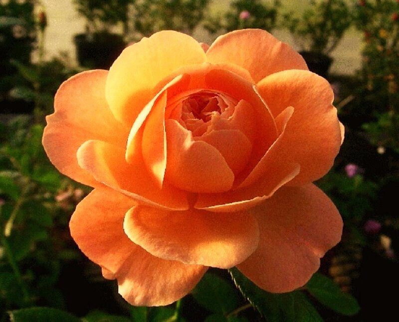 Orange rose in sunlight