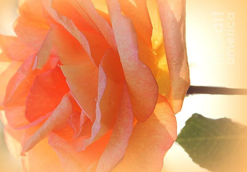 Orange Rose in Sunlight — Serene, Sunset