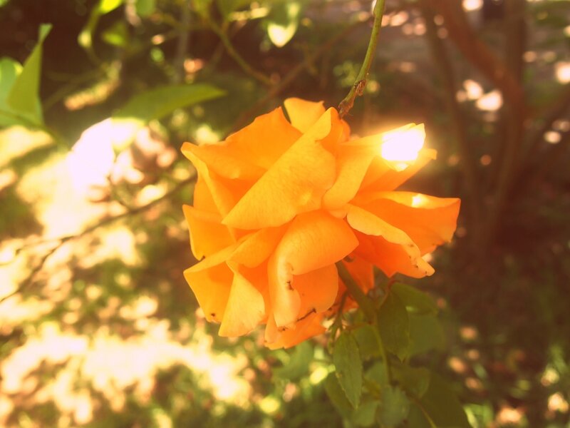 Orange Rose in Sunlight — Serene