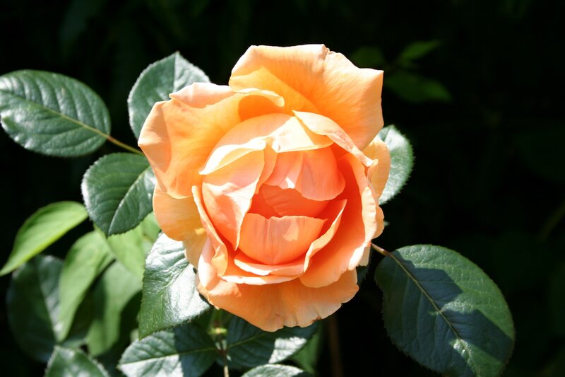 orange rose in sunlight