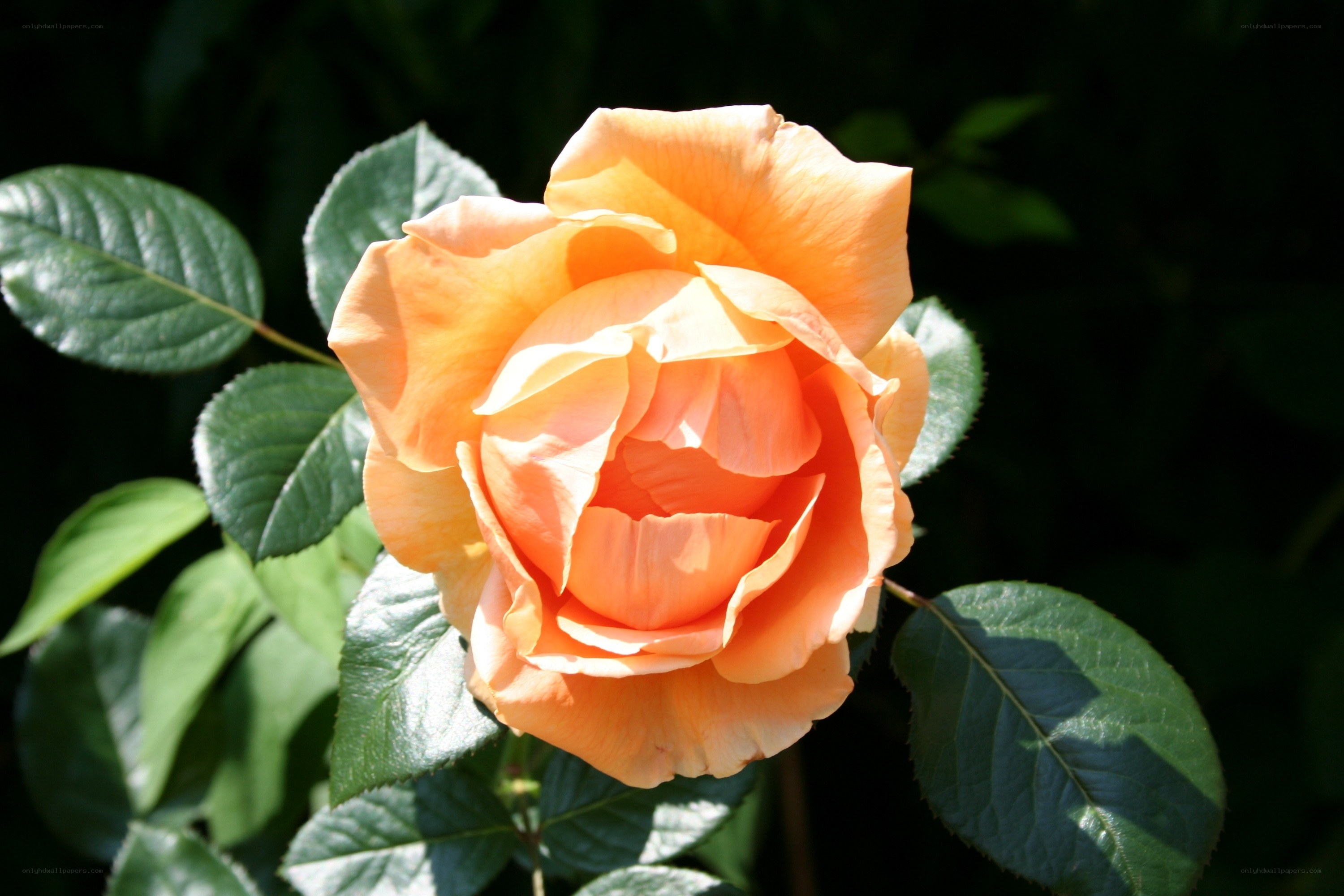 orange rose in sunlight