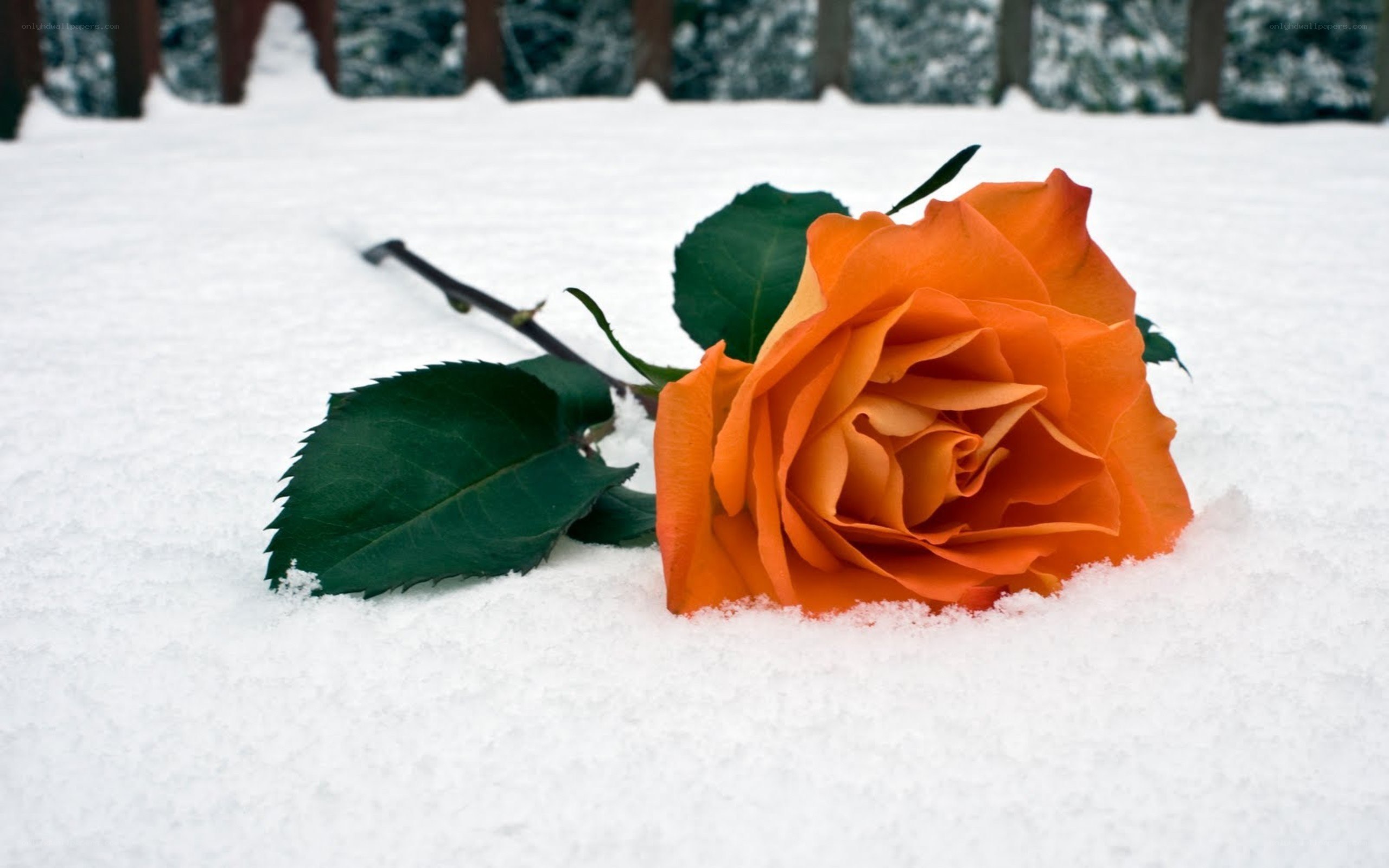 Orange rose in the snow