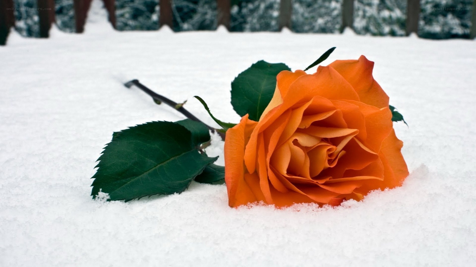 Orange rose in the snow