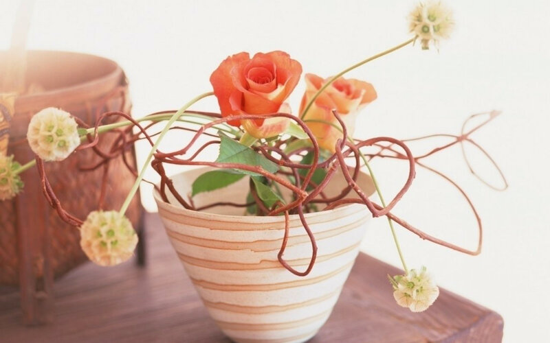 Orange Rose in Vase — Serene