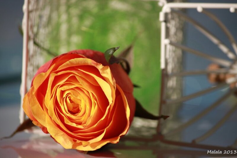 Orange Rose in Vase