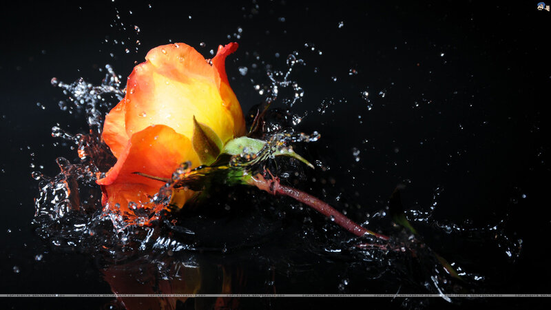 Orange Rose in Water — Black