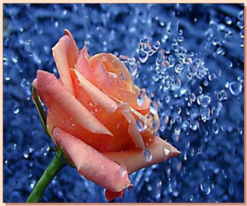 Orange Rose in Water — Blue