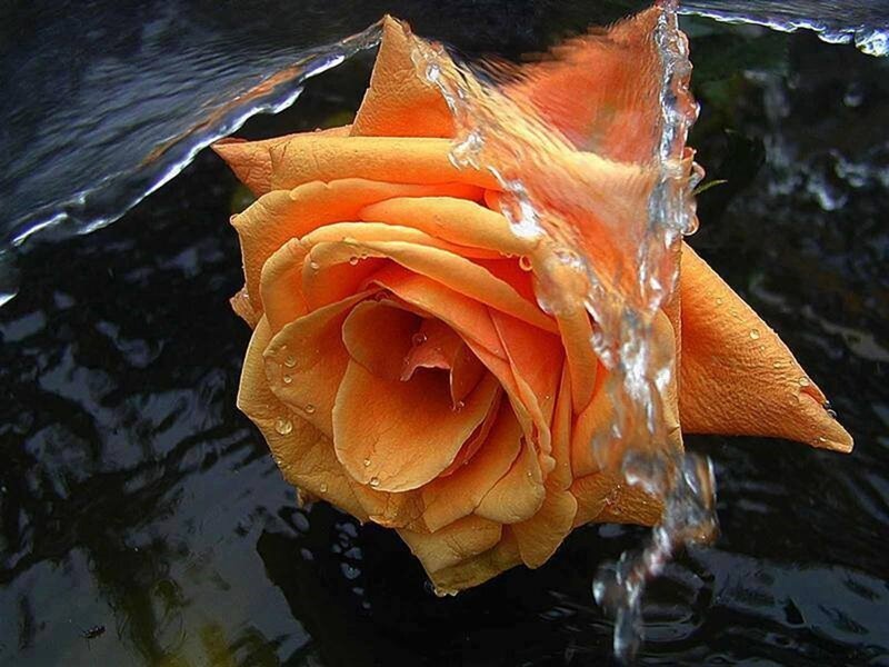 Orange Rose in Water — Dramatic, Photograph