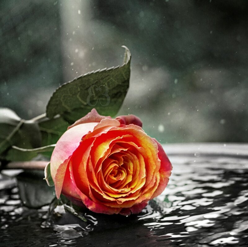 Orange Rose in Water — Dramatic