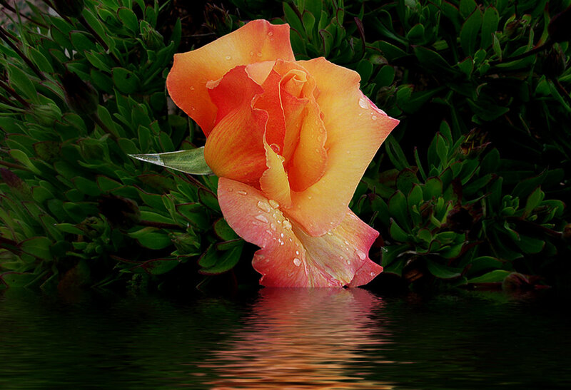 Orange Rose in Water — Serene