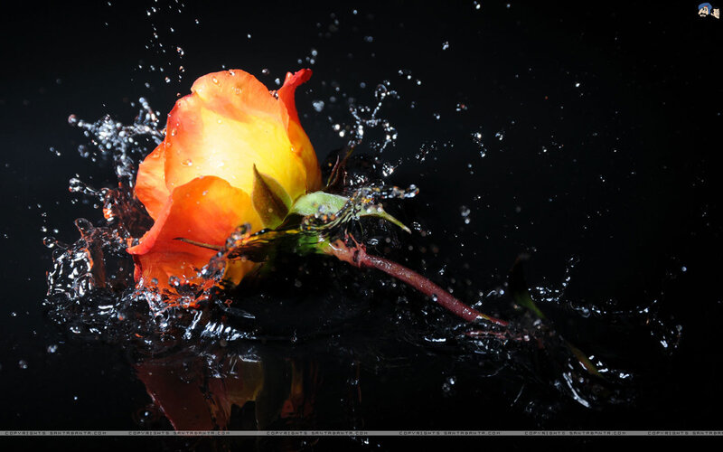 Orange Rose in Water