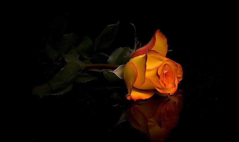 Orange rose on black background