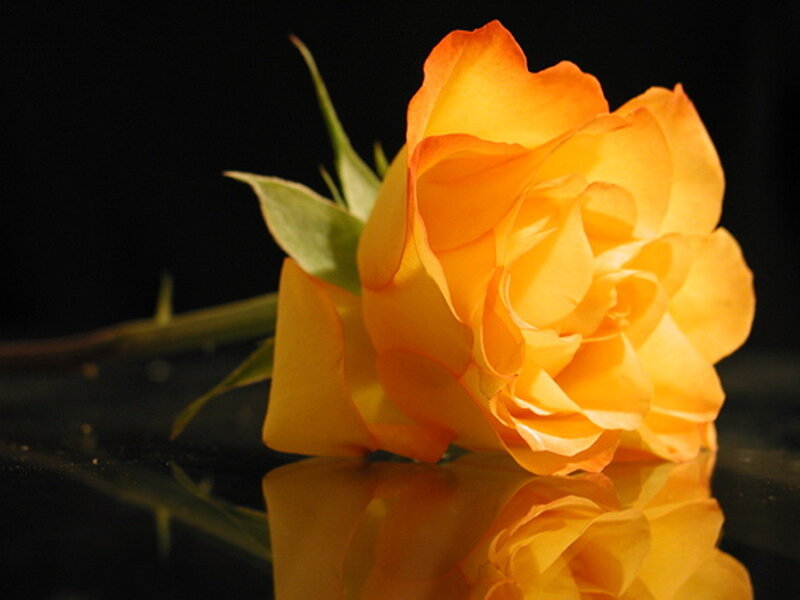 Orange Rose on Black Surface