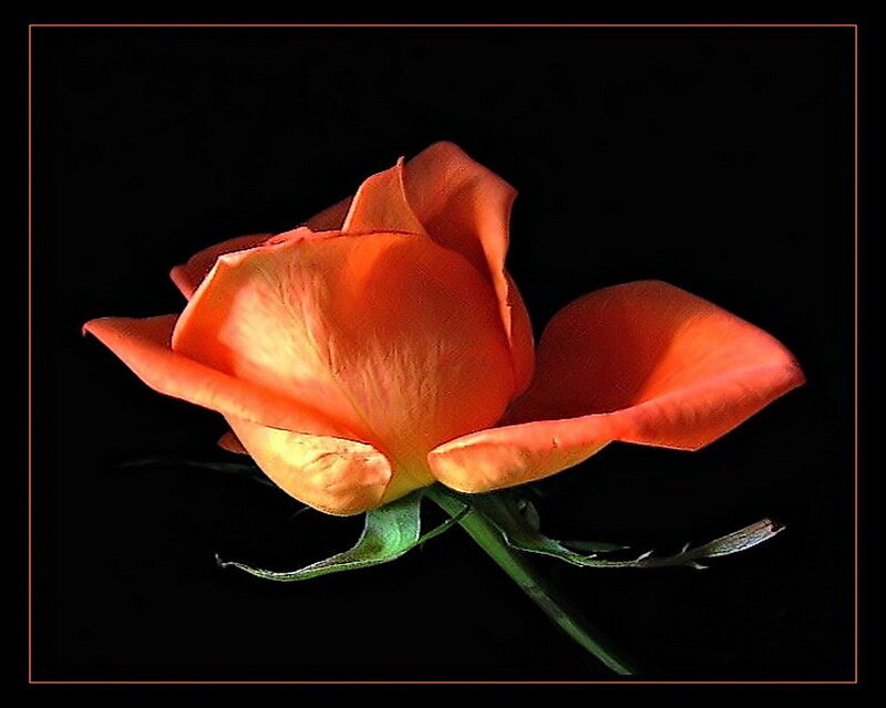 Orange Rose on Black