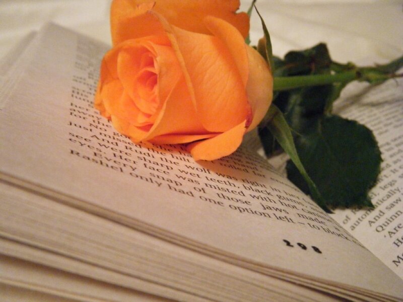Orange Rose on Book — Calm