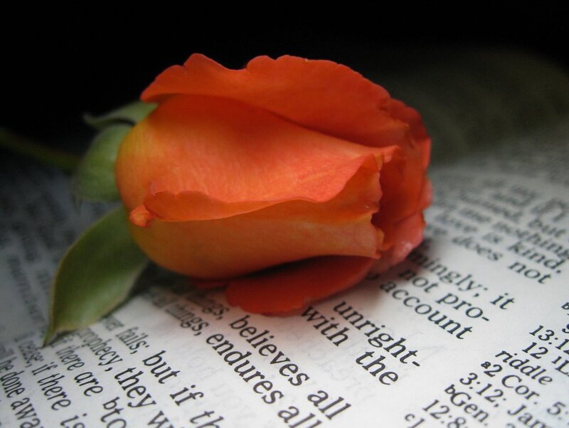 Orange Rose on Book — Serene, Photograph, Leaf