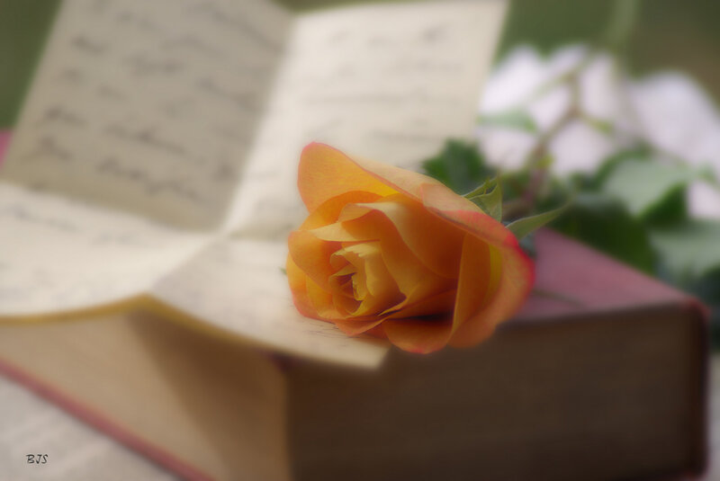 Orange Rose on Book — Serene, Photograph, Leaves