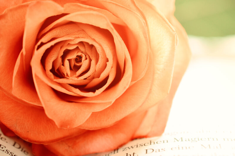 Orange Rose on Book — Serene, Photograph, Text