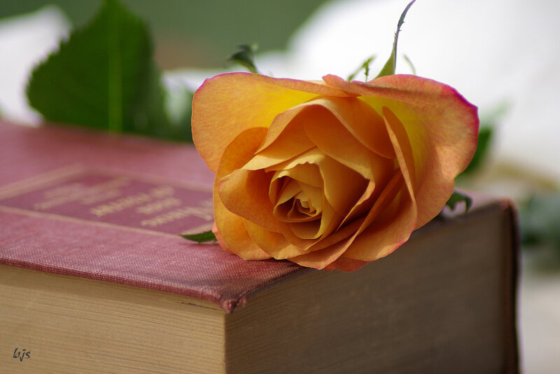 Orange Rose on Book — Serene, Photograph