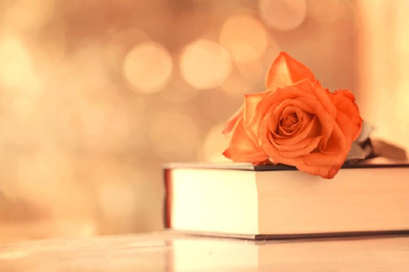 Orange Rose on Book — Serene