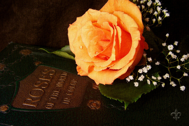 Orange Rose on Book