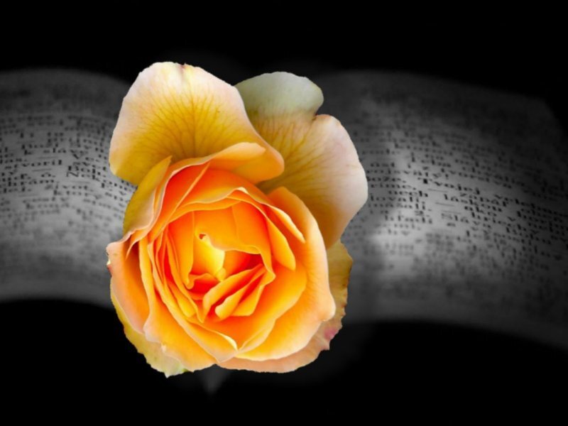 Orange Rose on Book — Yellow