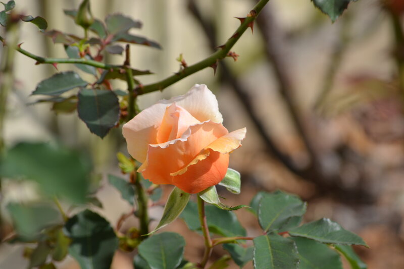 Orange Rose on Bush