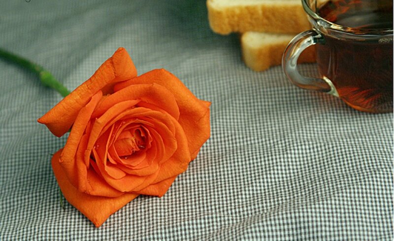 Orange Rose on Cloth