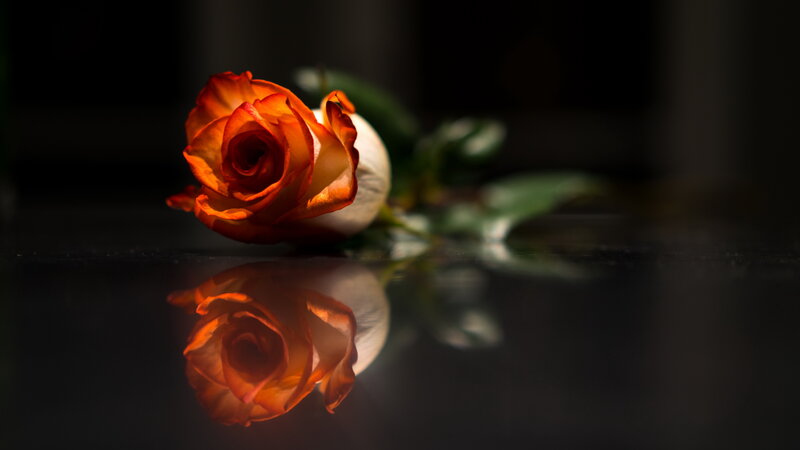 Orange Rose on Dark Surface