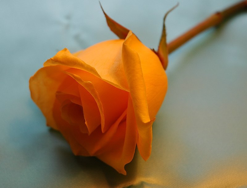 Orange Rose on Fabric