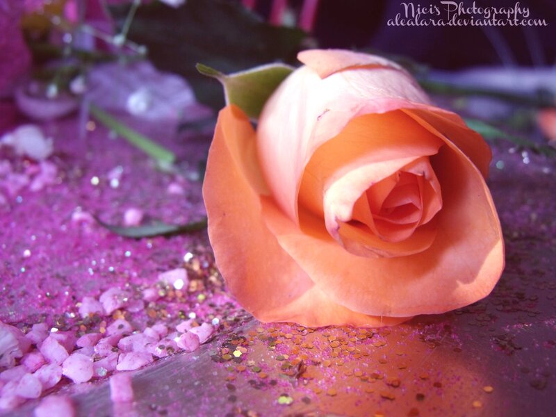 Orange Rose on Glitter