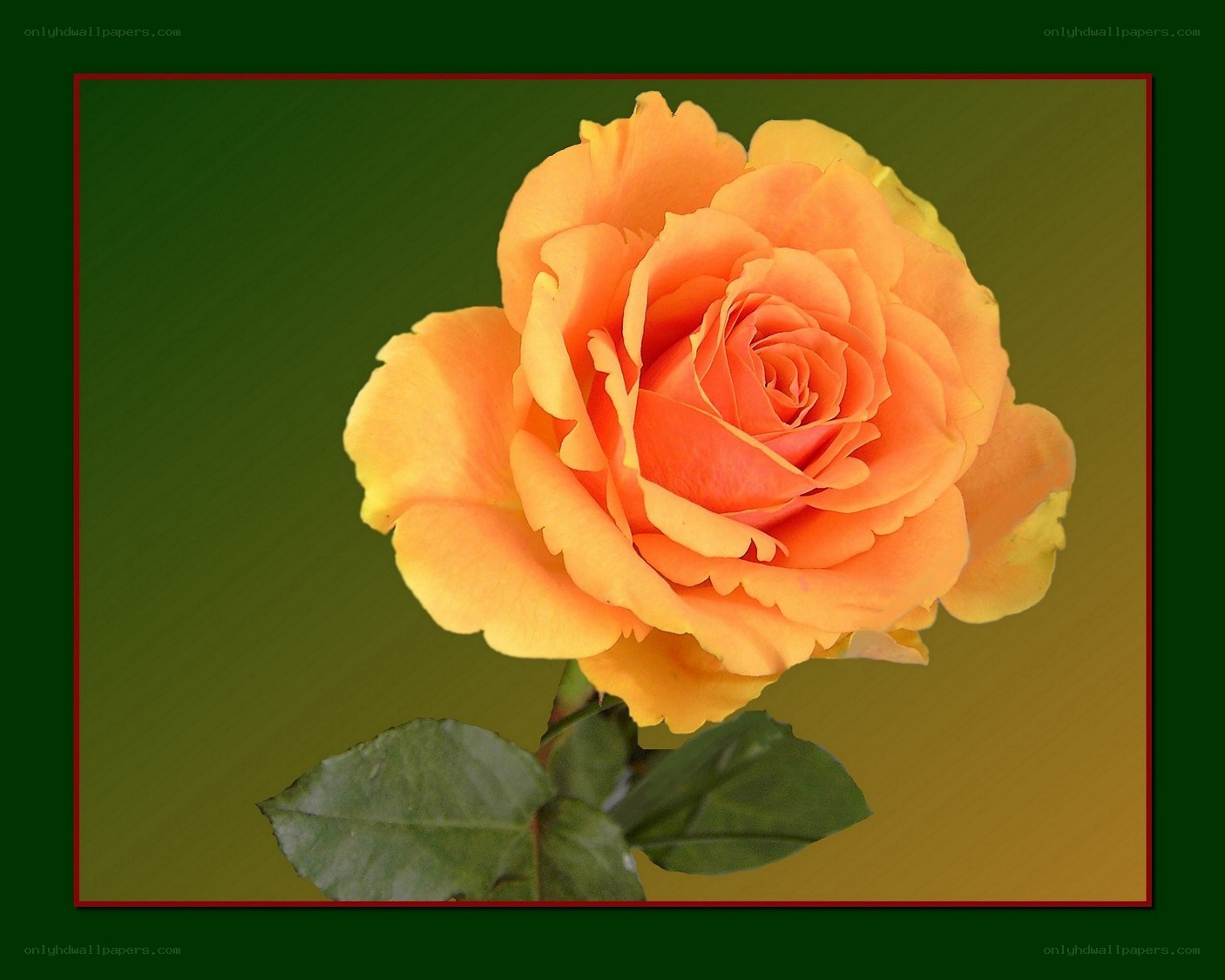 orange rose on green background