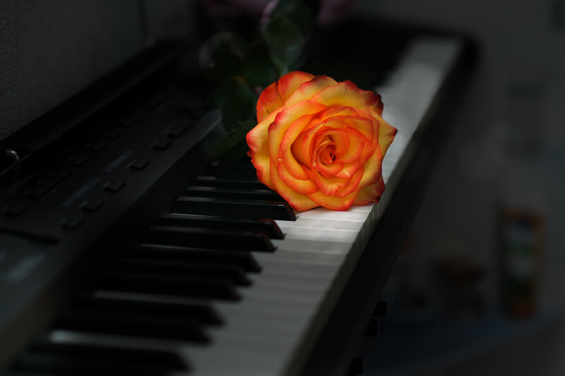 Orange Rose on Keyboard