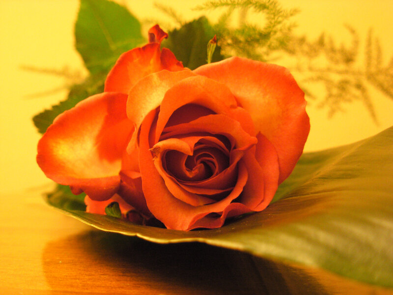 Orange Rose on Leaf